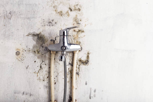 Santa Rosa, TX Mold Removal Company