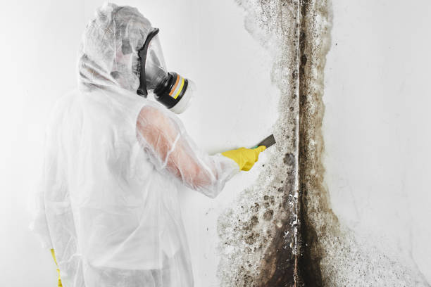 Attic Mold Removal in Santa Rosa, TX