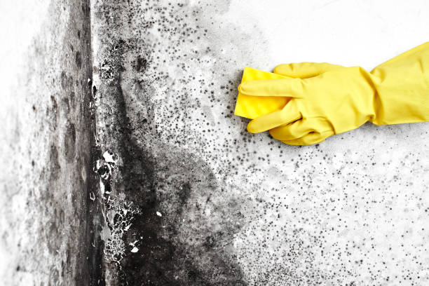 Best Professional Mold Removal  in Santa Rosa, TX