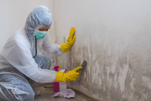 Best Crawl Space Mold Removal  in Santa Rosa, TX