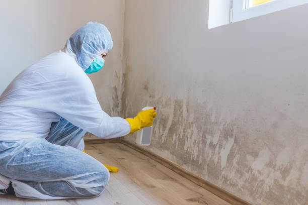 Best Mold Removal Process  in Santa Rosa, TX