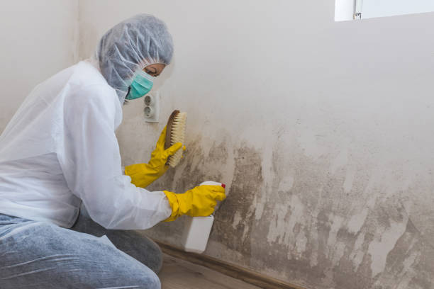 Best Mold Remediation  in Santa Rosa, TX
