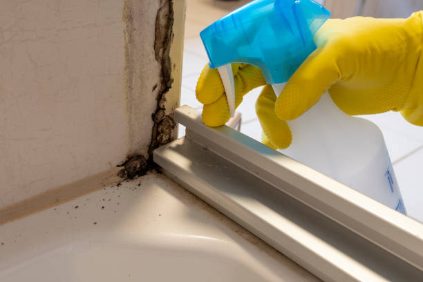 Best Same-Day Mold Removal  in Santa Rosa, TX