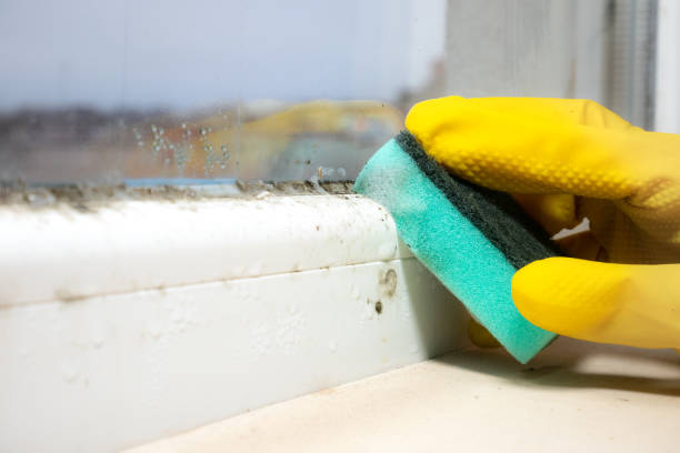 Best Commercial Mold Removal  in Santa Rosa, TX