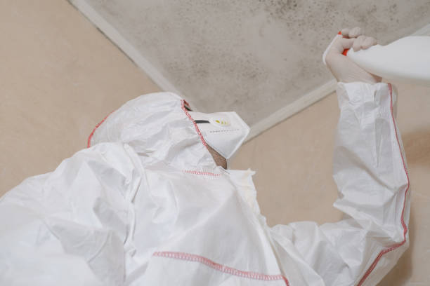 Best Mold Removal Near Me  in Santa Rosa, TX