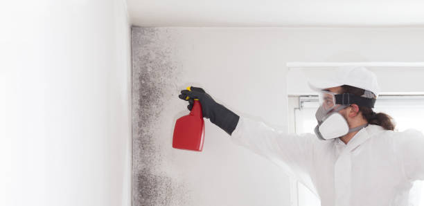 Best Mold Remediation  in Santa Rosa, TX