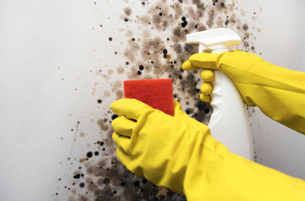 Best Fast Mold Removal  in Santa Rosa, TX