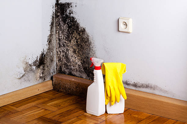 Best Commercial Mold Removal  in Santa Rosa, TX