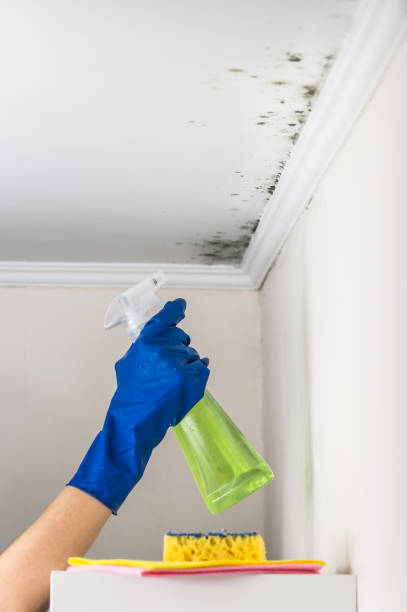 Best Home Mold Removal  in Santa Rosa, TX