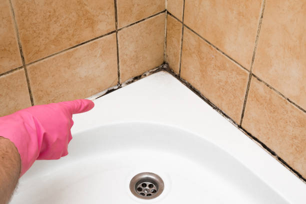 Best Commercial Mold Removal  in Santa Rosa, TX