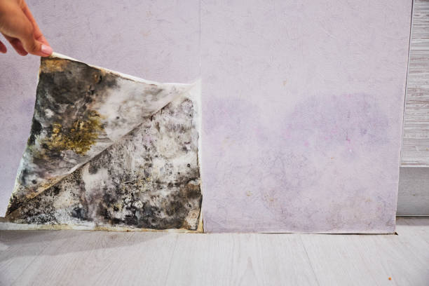 Best Black Mold Removal  in Santa Rosa, TX